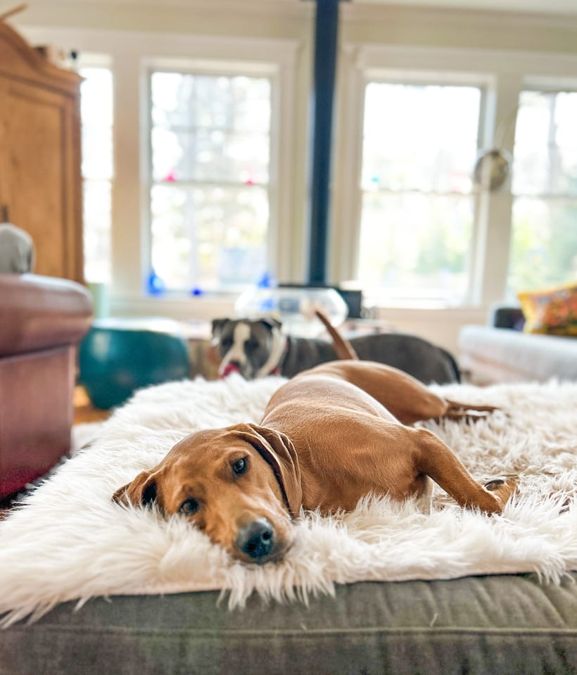 Hound dog resting on a plush ottoman with a pitbull friend in the background