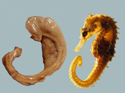 Diagram comparing hippocampus (memory center of the brain) to a seahorse, illustrating nap and memory connection.”