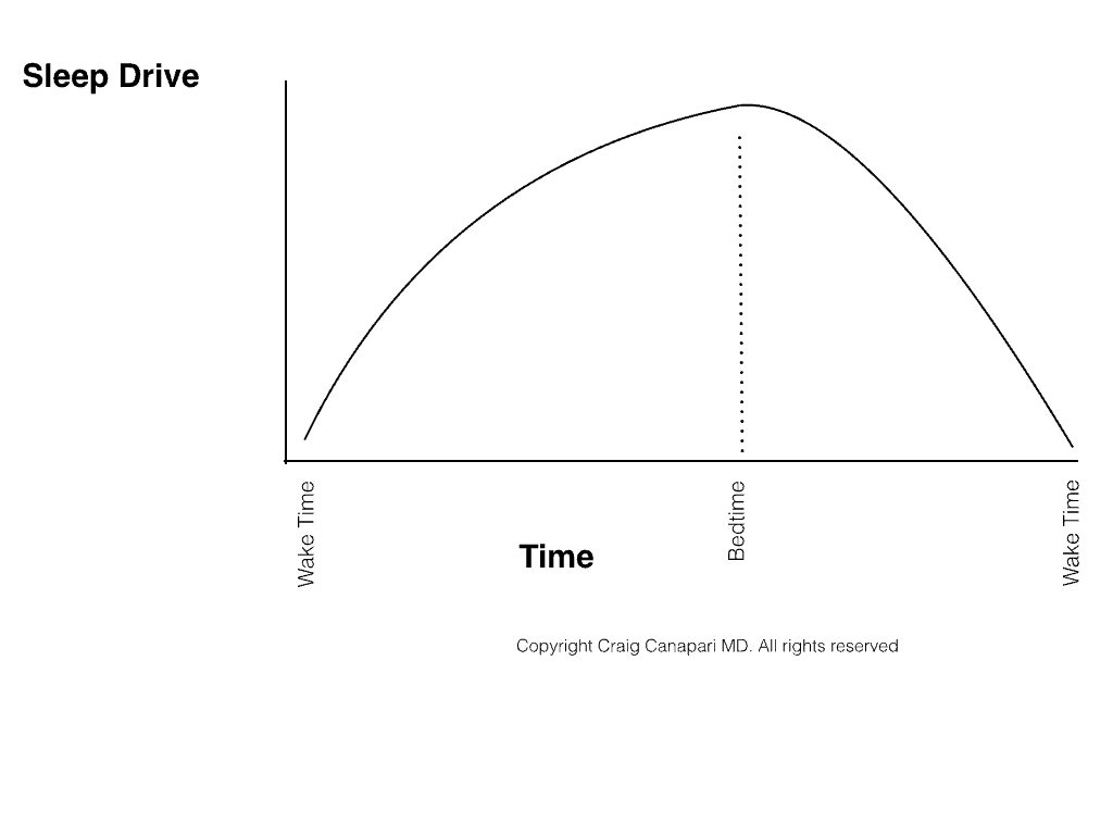 During the day, sleep drive (need for sleep) increases gradually until sleep onset, then reduces overnight until wake time.