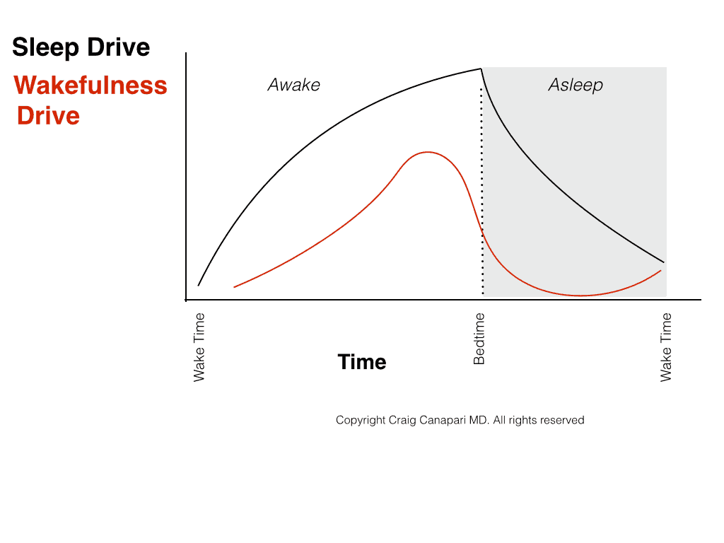 Line graph comparing sleep drive to wakefulness drive from wake time to bedtime to wake time highlighting wakefulness drive keeping you awak until bed but no longer